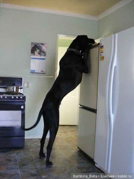 Немецкие доги - Аполлоны среди собак | Бэйбики Немецкие доги - Аполлоны среди собак