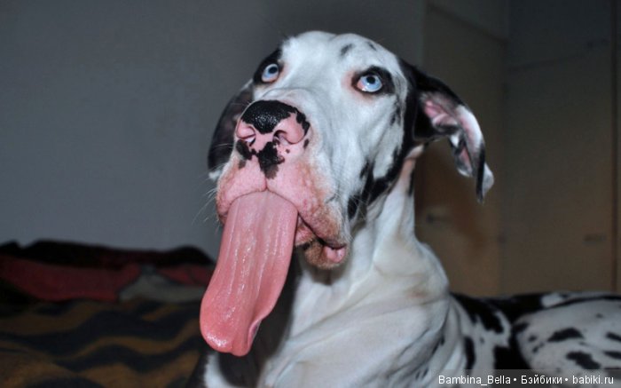 Немецкие доги - Аполлоны среди собак | Бэйбики Немецкие доги - Аполлоны среди собак