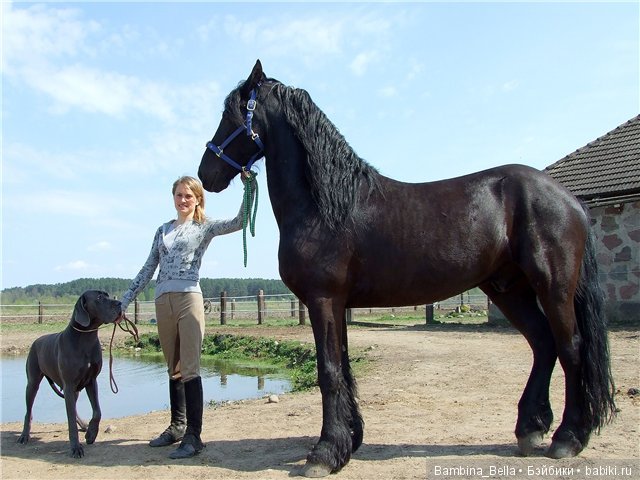 Немецкие доги - Аполлоны среди собак | Бэйбики Немецкие доги - Аполлоны среди собак