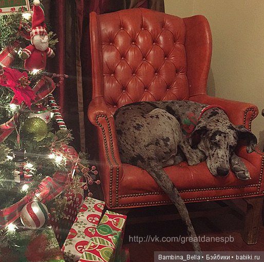 Немецкие доги - Аполлоны среди собак | Бэйбики Немецкие доги - Аполлоны среди собак (фото 9)