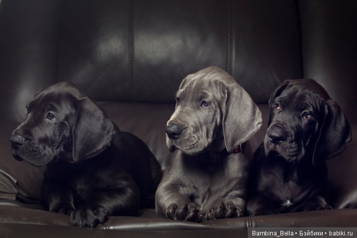 Немецкие доги - Аполлоны среди собак | Бэйбики Немецкие доги - Аполлоны среди собак