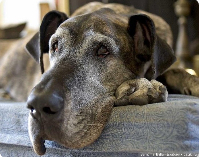 Немецкие доги - Аполлоны среди собак | Бэйбики Немецкие доги - Аполлоны среди собак (фото 6)