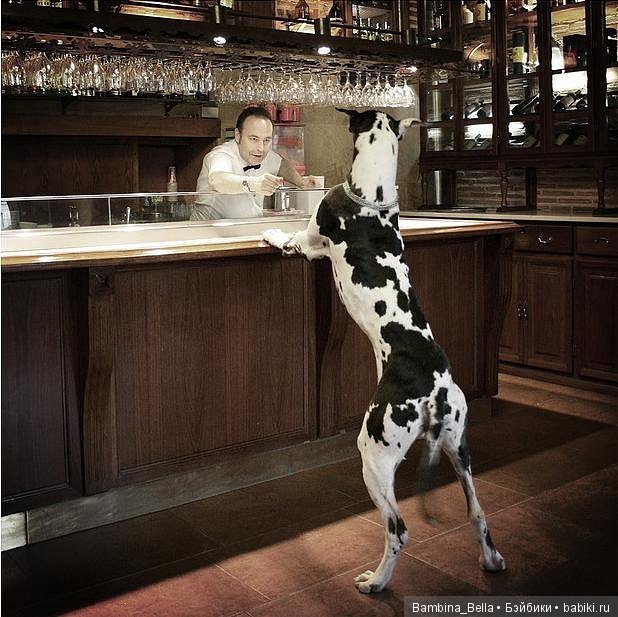 Немецкие доги - Аполлоны среди собак | Бэйбики Немецкие доги - Аполлоны среди собак