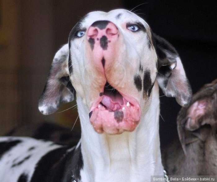 Немецкие доги - Аполлоны среди собак | Бэйбики Немецкие доги - Аполлоны среди собак