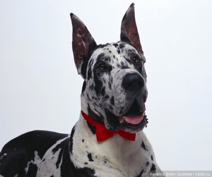 Немецкие доги - Аполлоны среди собак | Бэйбики Немецкие доги - Аполлоны среди собак