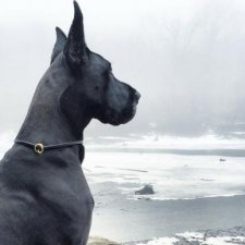 Немецкие доги - Аполлоны среди собак