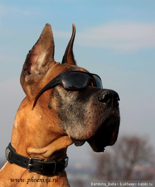 Немецкие доги - Аполлоны среди собак | Бэйбики Немецкие доги - Аполлоны среди собак (фото 10)