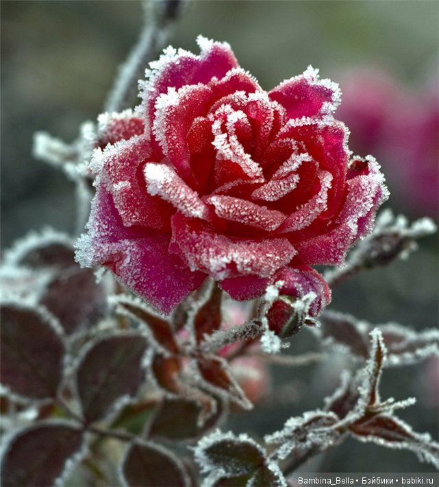 Только о любви и нежности | Бэйбики Только о любви и нежности