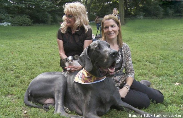 Немецкие доги - любовь в моем сердце | Бэйбики Немецкие доги - любовь в моем сердце