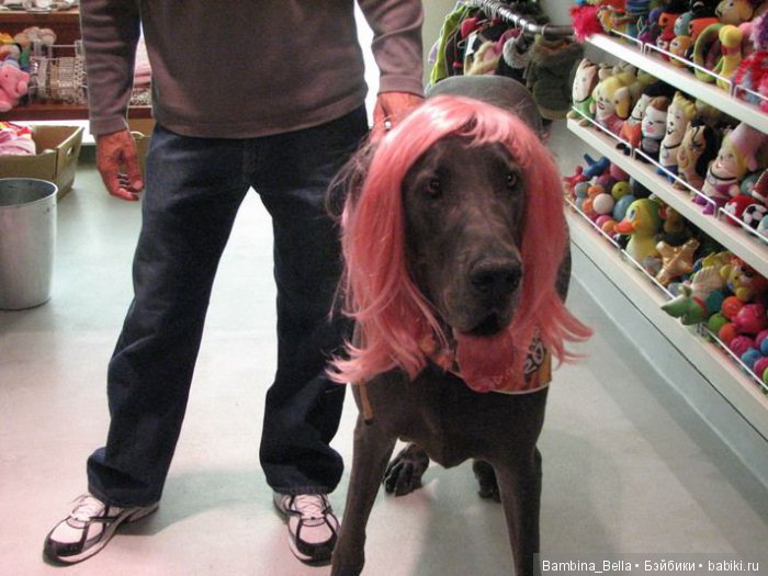 Немецкие доги - любовь в моем сердце | Бэйбики Немецкие доги - любовь в моем сердце