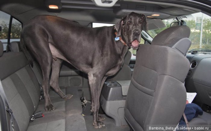 Немецкие доги - любовь в моем сердце | Бэйбики Немецкие доги - любовь в моем сердце