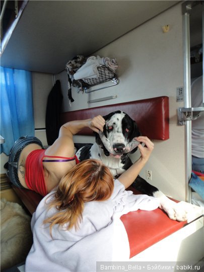 Немецкие доги - любовь в моем сердце | Бэйбики Немецкие доги - любовь в моем сердце (фото 9)