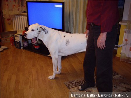 Немецкие доги - любовь в моем сердце | Бэйбики Немецкие доги - любовь в моем сердце