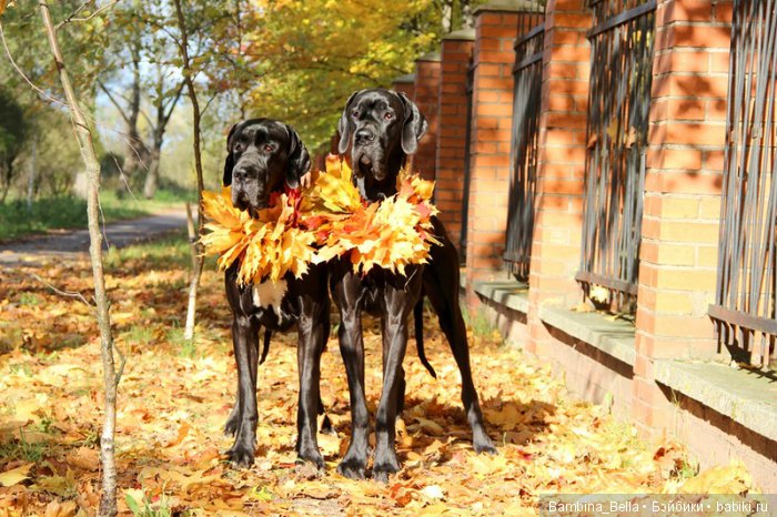 Немецкие доги - любовь в моем сердце | Бэйбики Немецкие доги - любовь в моем сердце