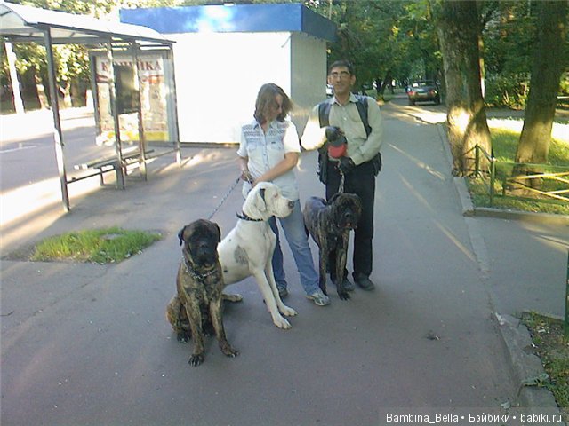 Немецкие доги - любовь в моем сердце | Бэйбики Немецкие доги - любовь в моем сердце