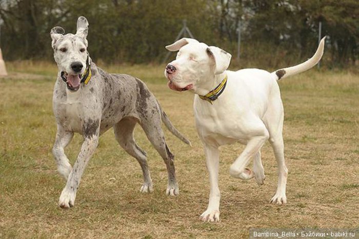 Немецкие доги - любовь в моем сердце | Бэйбики Немецкие доги - любовь в моем сердце