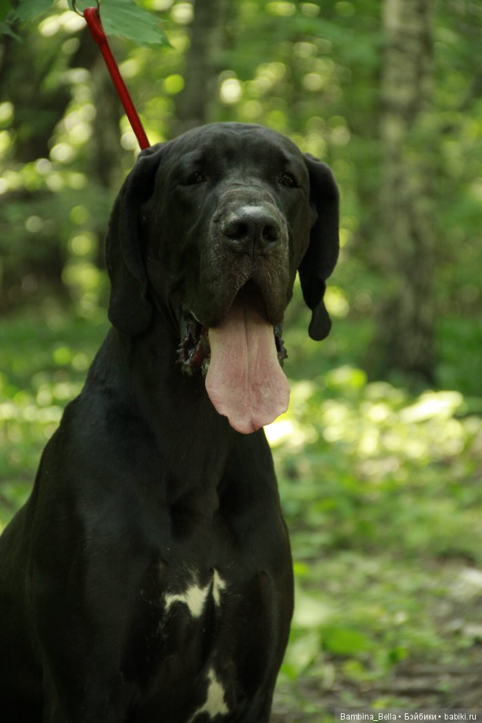 Немецкие доги - любовь в моем сердце | Бэйбики Немецкие доги - любовь в моем сердце