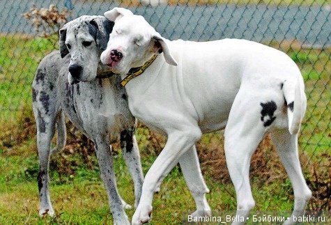 Немецкие доги - любовь в моем сердце | Бэйбики Немецкие доги - любовь в моем сердце