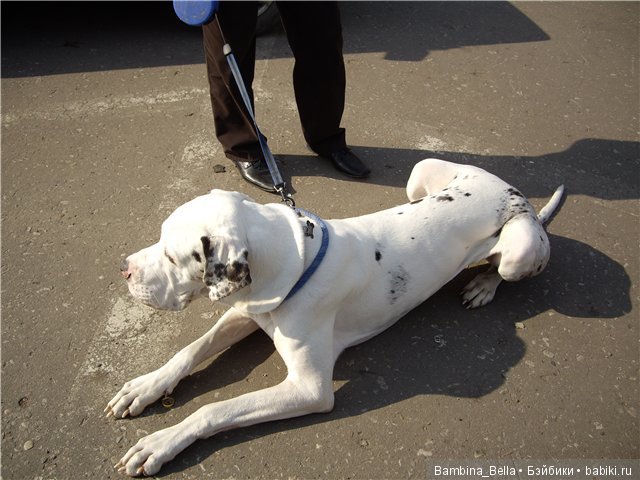 Немецкие доги - любовь в моем сердце | Бэйбики Немецкие доги - любовь в моем сердце