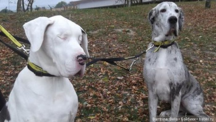 Немецкие доги - любовь в моем сердце | Бэйбики Немецкие доги - любовь в моем сердце