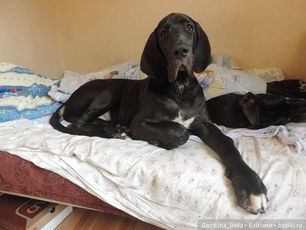 Немецкие доги - любовь в моем сердце | Бэйбики Немецкие доги - любовь в моем сердце (фото 2)