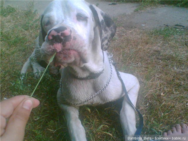 Немецкие доги - любовь в моем сердце | Бэйбики Немецкие доги - любовь в моем сердце