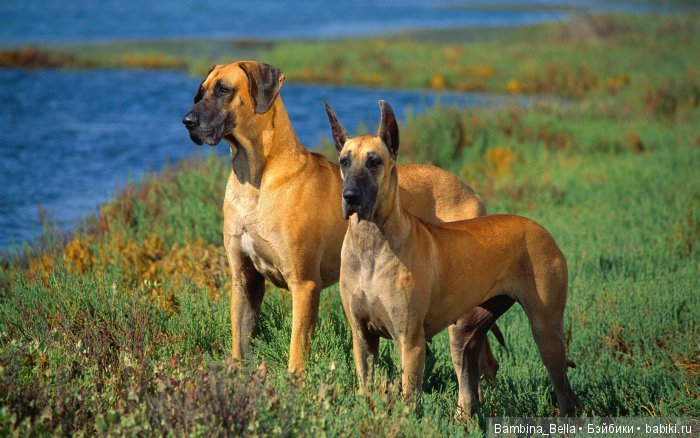 Немецкие доги - любовь в моем сердце | Бэйбики Немецкие доги - любовь в моем сердце