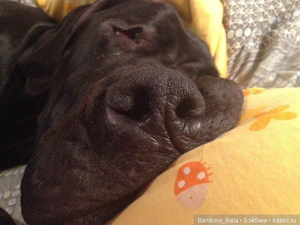 Немецкие доги - любовь в моем сердце | Бэйбики Немецкие доги - любовь в моем сердце