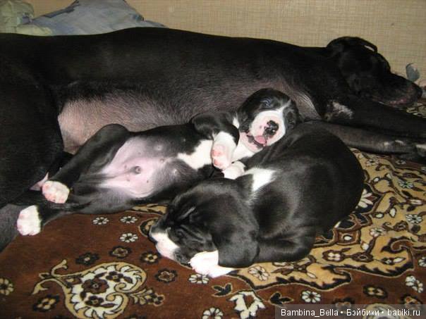 Немецкие доги - любовь в моем сердце | Бэйбики Немецкие доги - любовь в моем сердце (фото 4)