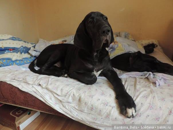 Немецкие доги - любовь в моем сердце | Бэйбики Немецкие доги - любовь в моем сердце (фото 3)