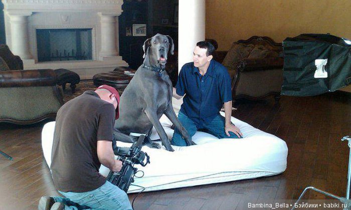 Немецкие доги - любовь в моем сердце | Бэйбики Немецкие доги - любовь в моем сердце