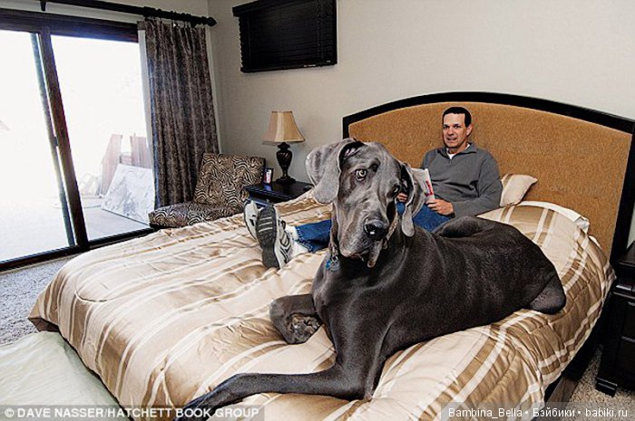 Немецкие доги - любовь в моем сердце | Бэйбики Немецкие доги - любовь в моем сердце