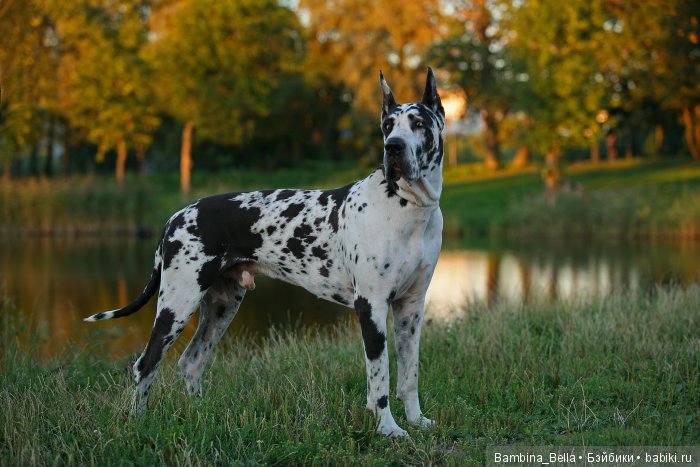 Немецкие доги - любовь в моем сердце | Бэйбики Немецкие доги - любовь в моем сердце