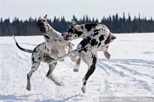 Немецкие доги - любовь в моем сердце | Бэйбики Немецкие доги - любовь в моем сердце (фото 10)