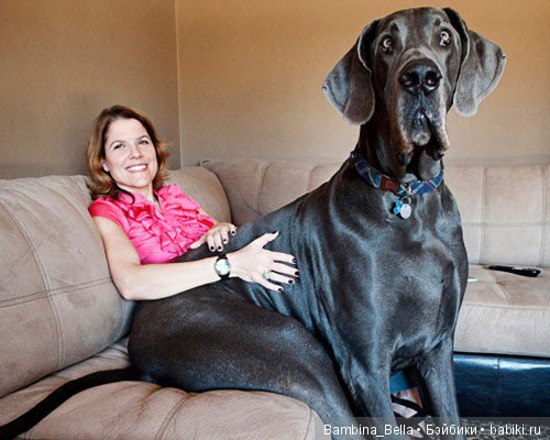 Немецкие доги - любовь в моем сердце | Бэйбики Немецкие доги - любовь в моем сердце