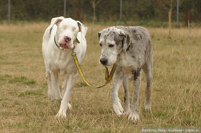 Немецкие доги - любовь в моем сердце | Бэйбики Немецкие доги - любовь в моем сердце
