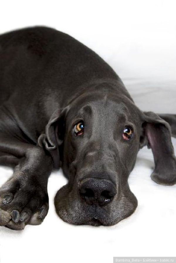 Немецкие доги - любовь в моем сердце | Бэйбики Немецкие доги - любовь в моем сердце