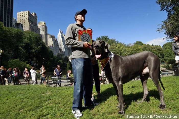 Немецкие доги - любовь в моем сердце | Бэйбики Немецкие доги - любовь в моем сердце