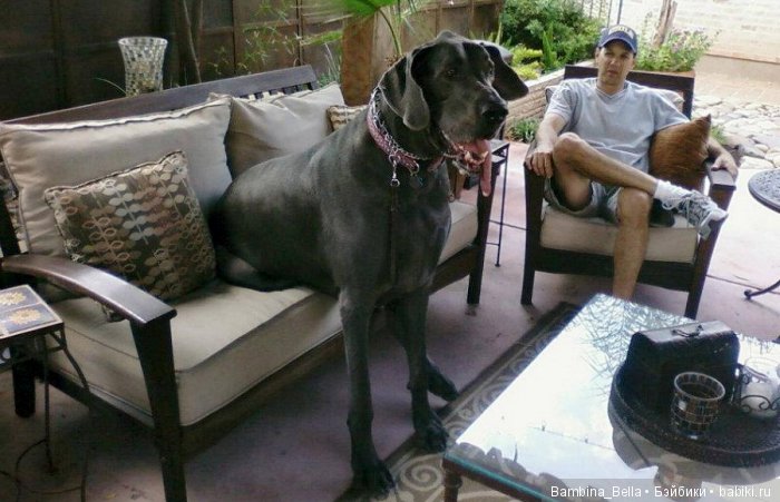 Немецкие доги - любовь в моем сердце | Бэйбики Немецкие доги - любовь в моем сердце