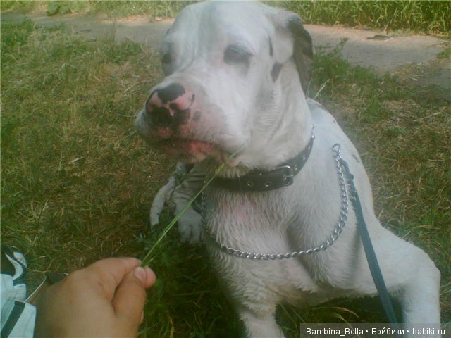 Немецкие доги - любовь в моем сердце | Бэйбики Немецкие доги - любовь в моем сердце