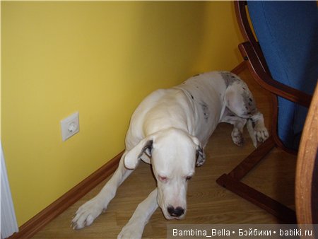 Немецкие доги - любовь в моем сердце | Бэйбики Немецкие доги - любовь в моем сердце