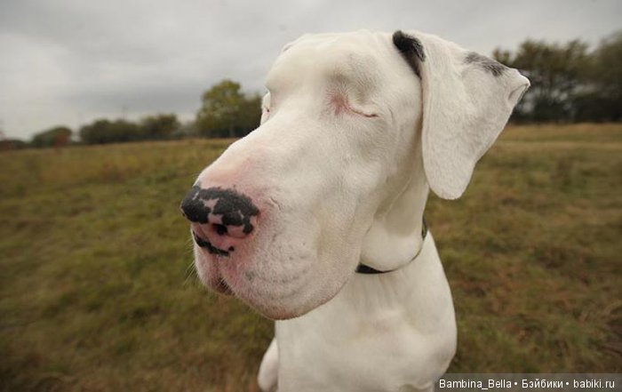Немецкие доги - любовь в моем сердце | Бэйбики Немецкие доги - любовь в моем сердце