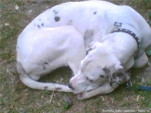 Немецкие доги - любовь в моем сердце | Бэйбики Немецкие доги - любовь в моем сердце