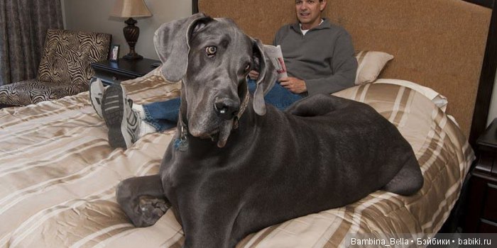 Немецкие доги - любовь в моем сердце | Бэйбики Немецкие доги - любовь в моем сердце