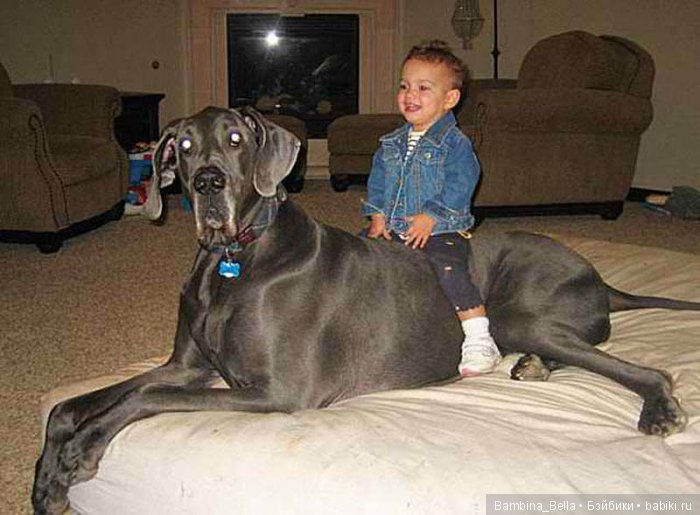 Немецкие доги - любовь в моем сердце | Бэйбики Немецкие доги - любовь в моем сердце