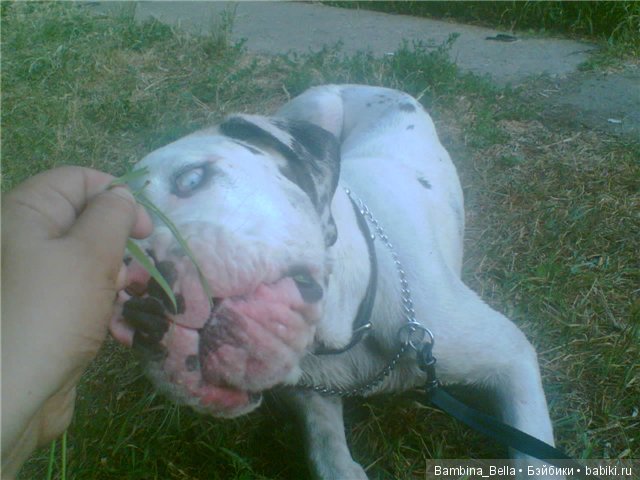 Немецкие доги - любовь в моем сердце | Бэйбики Немецкие доги - любовь в моем сердце