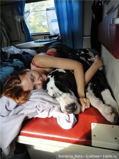 Немецкие доги - любовь в моем сердце | Бэйбики Немецкие доги - любовь в моем сердце (фото 8)