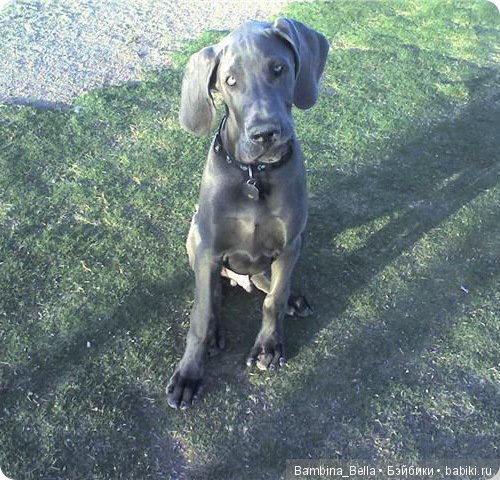 Немецкие доги - любовь в моем сердце | Бэйбики Немецкие доги - любовь в моем сердце