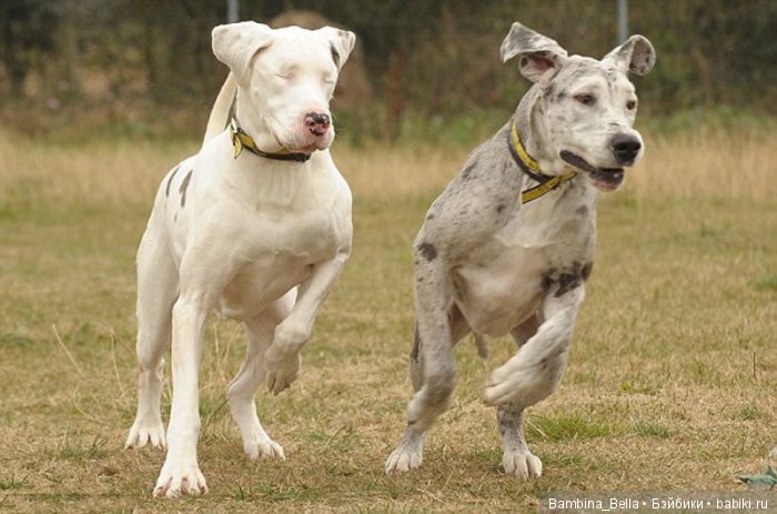 Немецкие доги - любовь в моем сердце | Бэйбики Немецкие доги - любовь в моем сердце