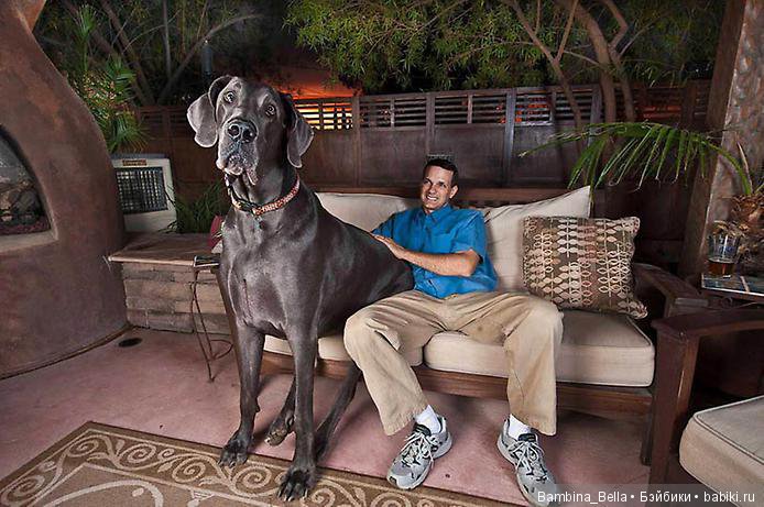 Немецкие доги - любовь в моем сердце | Бэйбики Немецкие доги - любовь в моем сердце